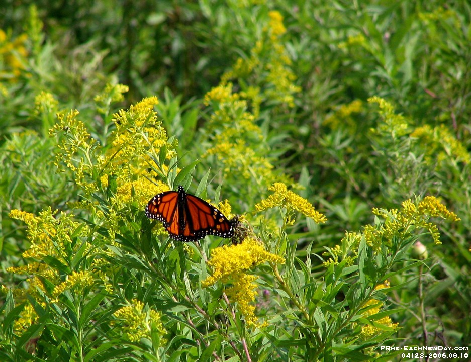 04123CrLeSh - Monarch Butterfly at Lynde Shore Conservation Park
